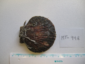  ( - MT00948)  @11 [ ] CreativeCommons - Attribution Non-Commercial Share-Alike (2015) Unspecified Deutsche Zentrum fuer Marine Biodiversitaetsforschung Wilhelmshaven