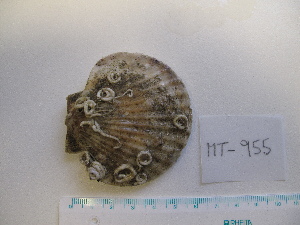  ( - MT00955)  @11 [ ] CreativeCommons - Attribution Non-Commercial Share-Alike (2015) Unspecified Deutsche Zentrum fuer Marine Biodiversitaetsforschung Wilhelmshaven