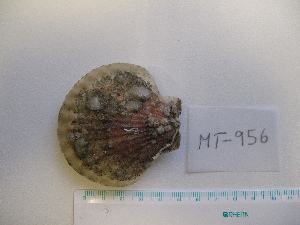  ( - MT00956)  @11 [ ] CreativeCommons - Attribution Non-Commercial Share-Alike (2015) Unspecified Deutsche Zentrum fuer Marine Biodiversitaetsforschung Wilhelmshaven
