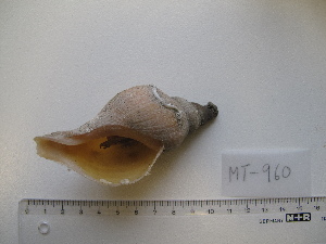  ( - MT00960)  @11 [ ] CreativeCommons - Attribution Non-Commercial Share-Alike (2015) Unspecified Deutsche Zentrum fuer Marine Biodiversitaetsforschung Wilhelmshaven