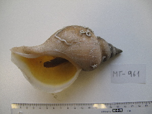 ( - MT00961)  @11 [ ] CreativeCommons - Attribution Non-Commercial Share-Alike (2015) Unspecified Deutsche Zentrum fuer Marine Biodiversitaetsforschung Wilhelmshaven