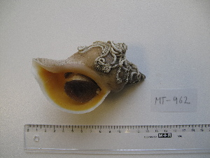  ( - MT00962)  @11 [ ] CreativeCommons - Attribution Non-Commercial Share-Alike (2015) Unspecified Deutsche Zentrum fuer Marine Biodiversitaetsforschung Wilhelmshaven