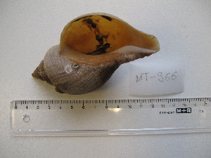  ( - MT00966)  @11 [ ] CreativeCommons - Attribution Non-Commercial Share-Alike (2015) Unspecified Deutsche Zentrum fuer Marine Biodiversitaetsforschung Wilhelmshaven