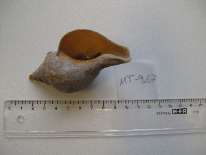  ( - MT00967)  @11 [ ] CreativeCommons - Attribution Non-Commercial Share-Alike (2015) Unspecified Deutsche Zentrum fuer Marine Biodiversitaetsforschung Wilhelmshaven