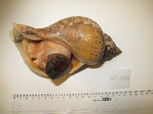  ( - MT00970)  @11 [ ] CreativeCommons - Attribution Non-Commercial Share-Alike (2015) Unspecified Deutsche Zentrum fuer Marine Biodiversitaetsforschung Wilhelmshaven