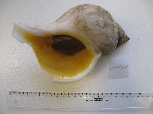  ( - MT00971)  @11 [ ] CreativeCommons - Attribution Non-Commercial Share-Alike (2015) Unspecified Deutsche Zentrum fuer Marine Biodiversitaetsforschung Wilhelmshaven