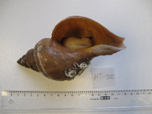  ( - MT00972)  @11 [ ] CreativeCommons - Attribution Non-Commercial Share-Alike (2015) Unspecified Deutsche Zentrum fuer Marine Biodiversitaetsforschung Wilhelmshaven