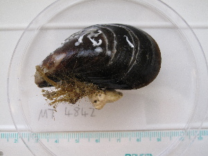  ( - MT04842)  @13 [ ] CreativeCommons - Attribution Non-Commercial Share-Alike (2015) Unspecified Deutsche Zentrum fuer Marine Biodiversitaetsforschung Wilhelmshaven