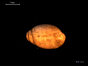  (Odostomia sp - MT07702)  @11 [ ] CreativeCommons - Attribution Non-Commercial Share-Alike (2015) Unspecified Deutsche Zentrum fuer Marine Biodiversitaetsforschung Wilhelmshaven