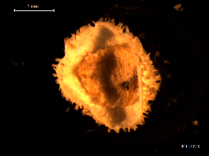  ( - MT07703)  @14 [ ] CreativeCommons - Attribution Non-Commercial Share-Alike (2015) Unspecified Deutsche Zentrum fuer Marine Biodiversitaetsforschung Wilhelmshaven