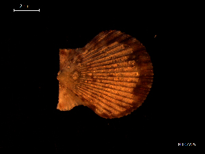  (Aequipecten sp - MT07705)  @11 [ ] CreativeCommons - Attribution Non-Commercial Share-Alike (2015) Unspecified Deutsche Zentrum fuer Marine Biodiversitaetsforschung Wilhelmshaven