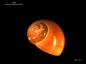  ( - MT07707)  @11 [ ] CreativeCommons - Attribution Non-Commercial Share-Alike (2015) Unspecified Deutsche Zentrum fuer Marine Biodiversitaetsforschung Wilhelmshaven