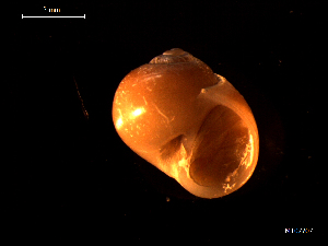  ( - MT07707)  @11 [ ] CreativeCommons - Attribution Non-Commercial Share-Alike (2015) Unspecified Deutsche Zentrum fuer Marine Biodiversitaetsforschung Wilhelmshaven
