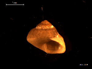  ( - MT07709)  @11 [ ] CreativeCommons - Attribution Non-Commercial Share-Alike (2015) Unspecified Deutsche Zentrum fuer Marine Biodiversitaetsforschung Wilhelmshaven