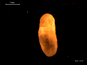  ( - MT07714)  @11 [ ] CreativeCommons - Attribution Non-Commercial Share-Alike (2015) Unspecified Deutsche Zentrum fuer Marine Biodiversitaetsforschung Wilhelmshaven