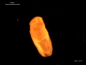  ( - MT07714)  @11 [ ] CreativeCommons - Attribution Non-Commercial Share-Alike (2015) Unspecified Deutsche Zentrum fuer Marine Biodiversitaetsforschung Wilhelmshaven