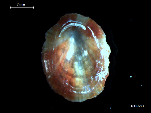  ( - MT07723)  @11 [ ] CreativeCommons - Attribution Non-Commercial Share-Alike (2015) Unspecified Deutsche Zentrum fuer Marine Biodiversitaetsforschung Wilhelmshaven