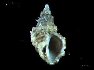  (Ariadnaria borealis - MT07726)  @13 [ ] CreativeCommons - Attribution Non-Commercial Share-Alike (2015) Unspecified Deutsche Zentrum fuer Marine Biodiversitaetsforschung Wilhelmshaven