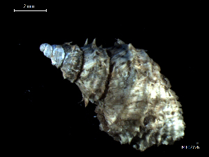  ( - MT07726)  @11 [ ] CreativeCommons - Attribution Non-Commercial Share-Alike (2015) Unspecified Deutsche Zentrum fuer Marine Biodiversitaetsforschung Wilhelmshaven