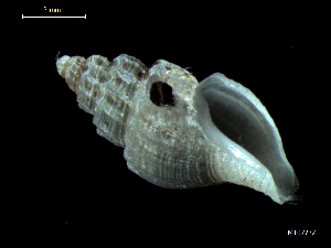  ( - MT07732)  @11 [ ] CreativeCommons - Attribution Non-Commercial Share-Alike (2015) Unspecified Deutsche Zentrum fuer Marine Biodiversitaetsforschung Wilhelmshaven