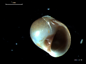  ( - MT07739)  @13 [ ] CreativeCommons - Attribution Non-Commercial Share-Alike (2015) Unspecified Deutsche Zentrum fuer Marine Biodiversitaetsforschung Wilhelmshaven