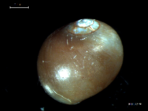  ( - MT07739)  @11 [ ] CreativeCommons - Attribution Non-Commercial Share-Alike (2015) Unspecified Deutsche Zentrum fuer Marine Biodiversitaetsforschung Wilhelmshaven