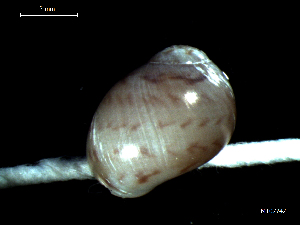  ( - MT07742)  @11 [ ] CreativeCommons - Attribution Non-Commercial Share-Alike (2015) Unspecified Deutsche Zentrum fuer Marine Biodiversitaetsforschung Wilhelmshaven