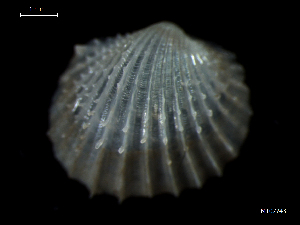  ( - MT07743)  @11 [ ] CreativeCommons - Attribution Non-Commercial Share-Alike (2015) Unspecified Deutsche Zentrum fuer Marine Biodiversitaetsforschung Wilhelmshaven