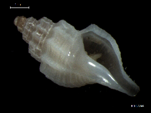  ( - MT07744)  @13 [ ] CreativeCommons - Attribution Non-Commercial Share-Alike (2015) Unspecified Deutsche Zentrum fuer Marine Biodiversitaetsforschung Wilhelmshaven