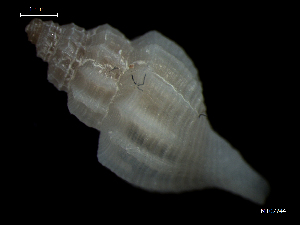  ( - MT07744)  @11 [ ] CreativeCommons - Attribution Non-Commercial Share-Alike (2015) Unspecified Deutsche Zentrum fuer Marine Biodiversitaetsforschung Wilhelmshaven