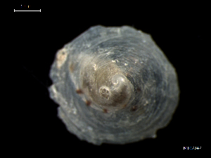  ( - MT07747)  @11 [ ] CreativeCommons - Attribution Non-Commercial Share-Alike (2015) Unspecified Deutsche Zentrum fuer Marine Biodiversitaetsforschung Wilhelmshaven