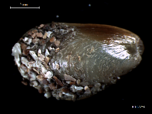  (Modiolus sp - MT07754)  @11 [ ] CreativeCommons - Attribution Non-Commercial Share-Alike (2015) Unspecified Deutsche Zentrum fuer Marine Biodiversitaetsforschung Wilhelmshaven