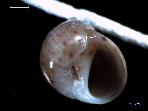  ( - MT07756)  @11 [ ] CreativeCommons - Attribution Non-Commercial Share-Alike (2015) Unspecified Deutsche Zentrum fuer Marine Biodiversitaetsforschung Wilhelmshaven