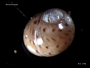  ( - MT07756)  @11 [ ] CreativeCommons - Attribution Non-Commercial Share-Alike (2015) Unspecified Deutsche Zentrum fuer Marine Biodiversitaetsforschung Wilhelmshaven