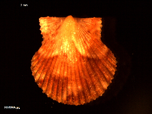  ( - MT09006)  @11 [ ] CreativeCommons - Attribution Non-Commercial Share-Alike (2015) Unspecified Deutsche Zentrum fuer Marine Biodiversitaetsforschung Wilhelmshaven