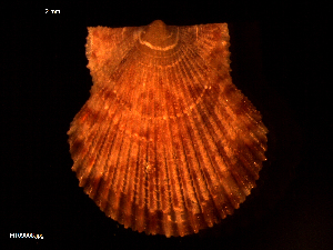  ( - MT09008)  @11 [ ] CreativeCommons - Attribution Non-Commercial Share-Alike (2015) Unspecified Deutsche Zentrum fuer Marine Biodiversitaetsforschung Wilhelmshaven