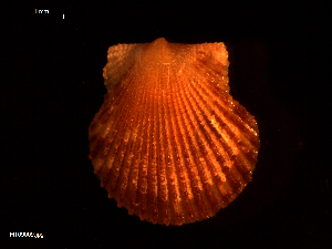  ( - MT09009)  @11 [ ] CreativeCommons - Attribution Non-Commercial Share-Alike (2015) Unspecified Deutsche Zentrum fuer Marine Biodiversitaetsforschung Wilhelmshaven