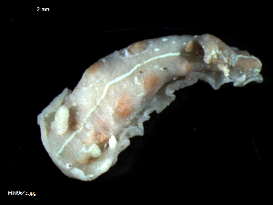 ( - MT09643)  @14 [ ] CreativeCommons - Attribution Non-Commercial Share-Alike (2015) Unspecified Deutsche Zentrum fuer Marine Biodiversitaetsforschung Wilhelmshaven