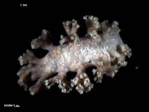  ( - MT09645)  @14 [ ] CreativeCommons - Attribution Non-Commercial Share-Alike (2015) Unspecified Deutsche Zentrum fuer Marine Biodiversitaetsforschung Wilhelmshaven