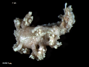  ( - MT09646)  @14 [ ] CreativeCommons - Attribution Non-Commercial Share-Alike (2015) Unspecified Deutsche Zentrum fuer Marine Biodiversitaetsforschung Wilhelmshaven
