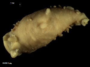  ( - MT09648)  @13 [ ] CreativeCommons - Attribution Non-Commercial Share-Alike (2015) Unspecified Deutsche Zentrum fuer Marine Biodiversitaetsforschung Wilhelmshaven