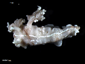  ( - MT09649)  @14 [ ] CreativeCommons - Attribution Non-Commercial Share-Alike (2015) Unspecified Deutsche Zentrum fuer Marine Biodiversitaetsforschung Wilhelmshaven