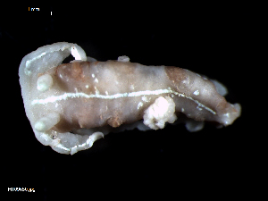  ( - MT09650)  @13 [ ] CreativeCommons - Attribution Non-Commercial Share-Alike (2015) Unspecified Deutsche Zentrum fuer Marine Biodiversitaetsforschung Wilhelmshaven