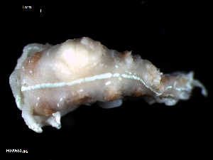  ( - MT09651)  @14 [ ] CreativeCommons - Attribution Non-Commercial Share-Alike (2015) Unspecified Deutsche Zentrum fuer Marine Biodiversitaetsforschung Wilhelmshaven