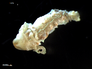  ( - MT09652)  @13 [ ] CreativeCommons - Attribution Non-Commercial Share-Alike (2015) Unspecified Deutsche Zentrum fuer Marine Biodiversitaetsforschung Wilhelmshaven