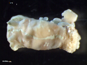  ( - MT09653)  @13 [ ] CreativeCommons - Attribution Non-Commercial Share-Alike (2015) Unspecified Deutsche Zentrum fuer Marine Biodiversitaetsforschung Wilhelmshaven