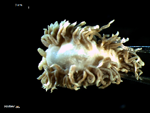  (Aeolidiella glauca - MT09664)  @14 [ ] CreativeCommons - Attribution Non-Commercial Share-Alike (2015) Unspecified Deutsche Zentrum fuer Marine Biodiversitaetsforschung Wilhelmshaven