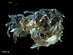  ( - MT09670)  @14 [ ] CreativeCommons - Attribution Non-Commercial Share-Alike (2015) Unspecified Deutsche Zentrum fuer Marine Biodiversitaetsforschung Wilhelmshaven