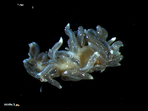  ( - MT09671)  @14 [ ] CreativeCommons - Attribution Non-Commercial Share-Alike (2015) Unspecified Deutsche Zentrum fuer Marine Biodiversitaetsforschung Wilhelmshaven