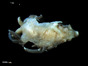  ( - MT09672)  @14 [ ] CreativeCommons - Attribution Non-Commercial Share-Alike (2015) Unspecified Deutsche Zentrum fuer Marine Biodiversitaetsforschung Wilhelmshaven